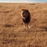 2 Days Lake Nakuru N/P - Why You’ll Love the 2 Days Lake Nakuru N/P Tour