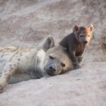 2 Days Lake Nakuru Safari - Who Will Love This Tour?