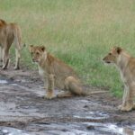 2 Days Lodge safari. - What’s Included & What to Consider