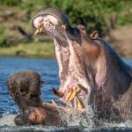 2 Days Lodge Safari - Lake Manyara and Ngorongoro Crater - The Itinerary Breakdown: What to Expect from Day 1 and Day 2