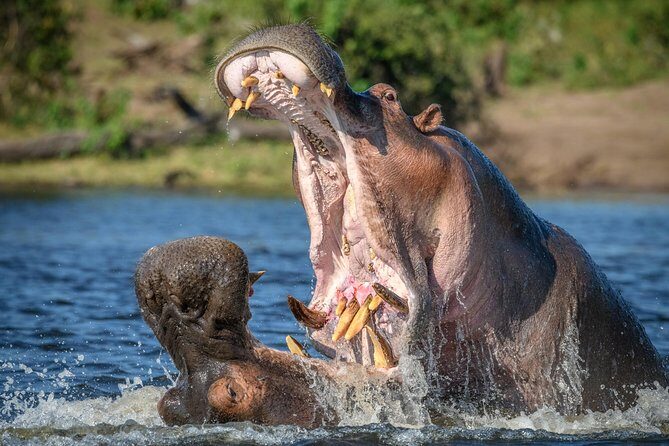 2 Days Lodge Safari - Lake Manyara and Ngorongoro Crater - The Itinerary Breakdown: What to Expect from Day 1 and Day 2