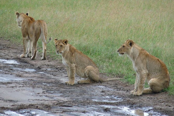 2 Days Lodge safari. - What’s Included & What to Consider