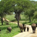 2 days Majestic Tanzania safari Tarangire and Ngorongoro Crater - The Authenticity of the Experience