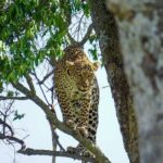 2 Days Masai Mara Private Safari From Nairobi - Who Would Love This Tour?