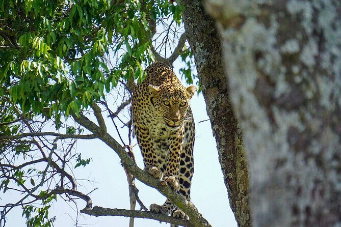 2 Days Masai Mara Private Safari From Nairobi - Who Would Love This Tour?