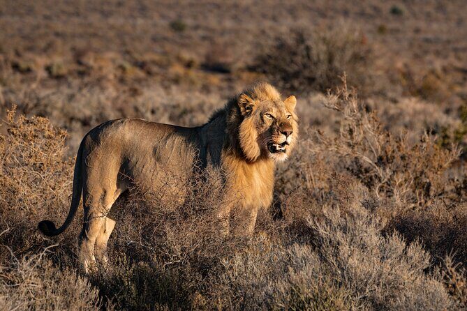2 Days Mid Range Private Safari in Tarangire and Ngorongoro - Why Choose This Safari?