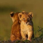 2 days Mid Range Safari in Ngorongoro and Tarangire Big 5 Parks - Potential Drawbacks & Considerations