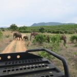 2 Days Mikumi Private Safari from Zanzibar with Accommodation - Who Should Consider This Tour?