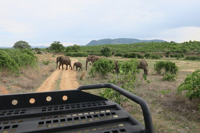 2 Days Mikumi Private Safari from Zanzibar with Accommodation - Who Should Consider This Tour?