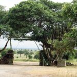 2 Days - Mikumi safari depart from Zanzibar or Dar es salaam - Detailed Breakdown of the Itinerary