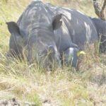 2 days Murchison Falls and Wildlife Game Viewing - The Value of This Experience