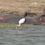 2 Days Murchison Falls Big 5 Savannah wildlife safari - Final Thoughts: Is This Tour for You?