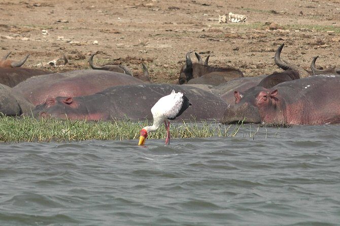 2 Days Murchison Falls Big 5 Savannah wildlife safari - Final Thoughts: Is This Tour for You?