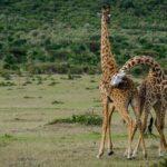 2 Days Northern Circuit Safari (lake Manyara & Ngorongoro) - FAQ
