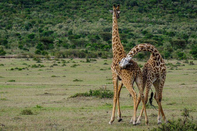 2 Days Northern Circuit Safari (lake Manyara & Ngorongoro) - FAQ