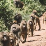 2 Days One Night Private Tour in Tarangire National Park - Day 2: Sunrise Game Drive and Return