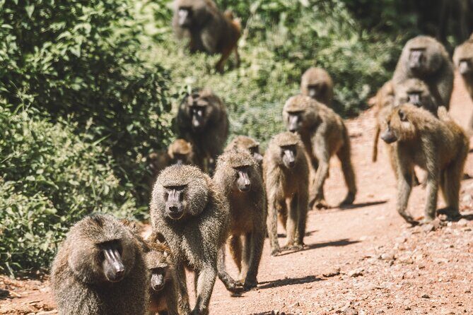 2 Days One Night Private Tour in Tarangire National Park - Day 2: Sunrise Game Drive and Return