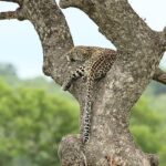 2-Days Pilanesberg best chance to view "Big 5" with private extended safari - Who Should Book This Tour?