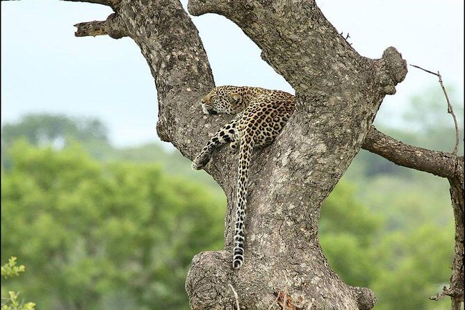 2-Days Pilanesberg best chance to view "Big 5" with private extended safari - Who Should Book This Tour?