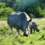 2 Days Pilanesberg National Park Luxury Safari - Practical Details: What You Need to Know