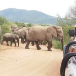 2 Days Pilanesberg Safari 4 star lodge - The Lodge: Comfort Meets the Wilderness