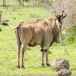 2 Days Popular Safari to Lake Mburo National Park - Who Will Love This Tour?