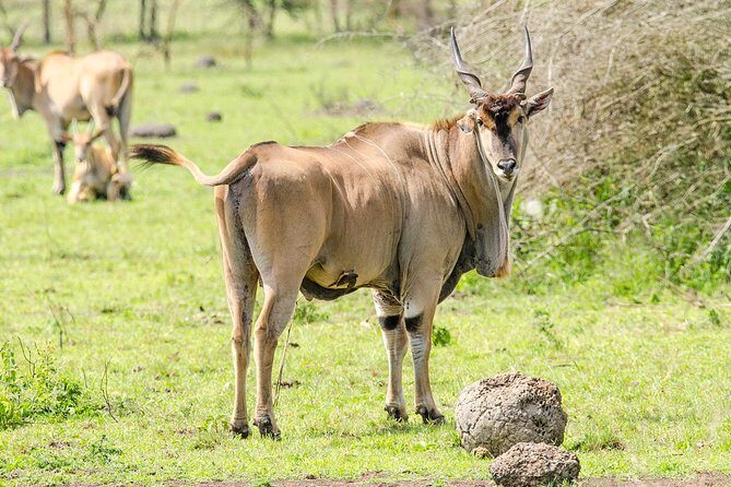 2 Days Popular Safari to Lake Mburo National Park - Who Will Love This Tour?