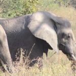 2 days private lodge safari - Meals and Accommodation