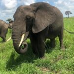 2 days private safari to Mikumi N park from Zanzibar or Dsm - What’s Included & What’s Not