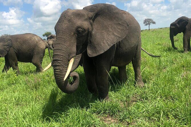 2 days private safari to Mikumi N park from Zanzibar or Dsm - What’s Included & What’s Not