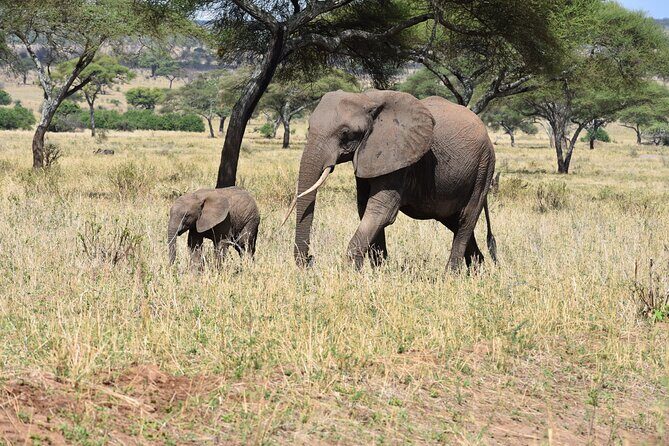 2-Days Private The Ultimate Tanzania Safari Tour - Final Thoughts