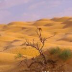 2 Days Private to Ksar Ghilan and Chenini night in Bivouac - What Makes This Tour Special?
