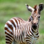 2 days quick trip to Mikumi National park - Why Choose This Tour?