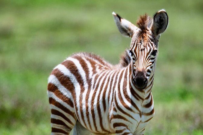 2 days quick trip to Mikumi National park - Why Choose This Tour?
