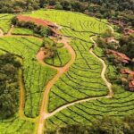 2 Days Rwanda Chimpanzee Trekking Safari - An In-Depth Look at the 2-Day Rwanda Chimpanzee Trekking Safari