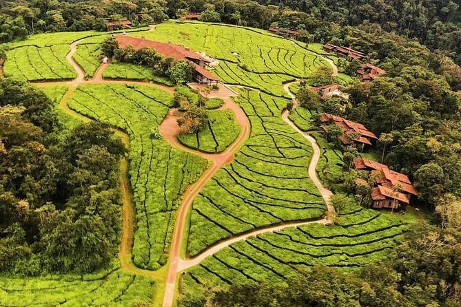 2 Days Rwanda Chimpanzee Trekking Safari - An In-Depth Look at the 2-Day Rwanda Chimpanzee Trekking Safari