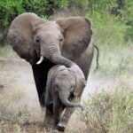 2 Days Saadani National Park From Zanzibar - What’s Included and What to Consider