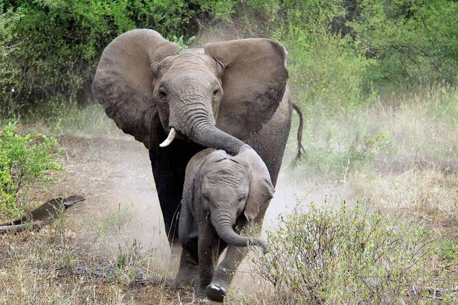 2 Days Saadani National Park From Zanzibar - What’s Included and What to Consider