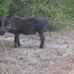 2 Days Safari in Maputo National Park - The Practicalities: Whats Included and Whats Not