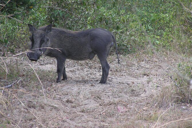 2 Days Safari in Maputo National Park - The Practicalities: Whats Included and Whats Not