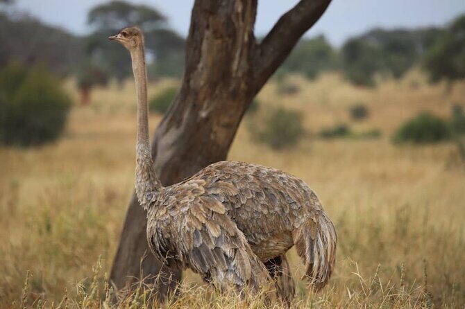 2 Days Safari in Tarangire and Ngorongoro Crater - A Detailed Look Into the 2-Day Safari Experience