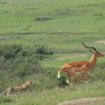 2 Days safari of Masai Mara - Additional Activities & Optional Extras