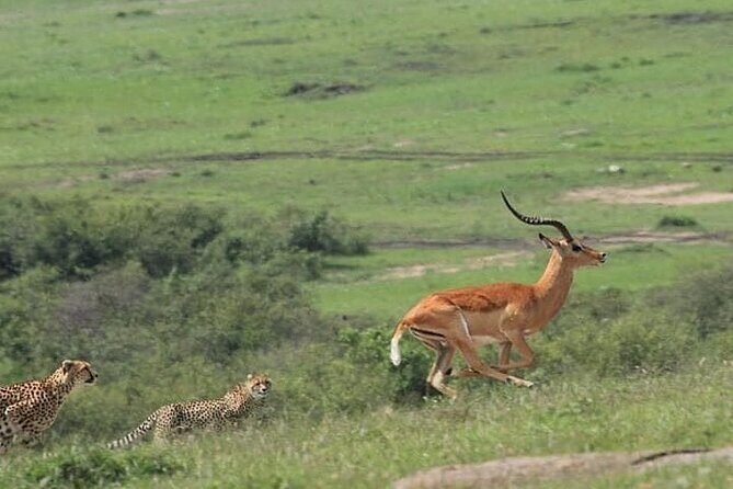 2 Days safari of Masai Mara - Additional Activities & Optional Extras