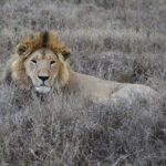 2 Days Safari through Tarangire NP and Lake Manyara NP - The Practical Aspects and Why They Matter