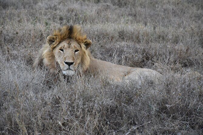 2 Days Safari through Tarangire NP and Lake Manyara NP - The Practical Aspects and Why They Matter