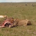 2 Days Safari to Maasai Mara NR - Mid range. - Key Points