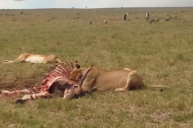 2 Days Safari to Maasai Mara NR - Mid range. - Key Points