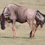 2 Days safari to Mikumi National Park from Dar es salaam - Cost & Value Analysis