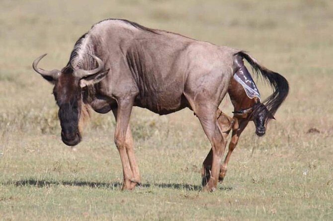 2 Days safari to Mikumi National Park from Dar es salaam - Cost & Value Analysis