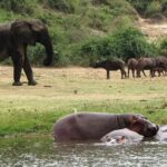 2 Days Safari To Queen Elizabeth National Park with Cruise - What Travelers Are Saying